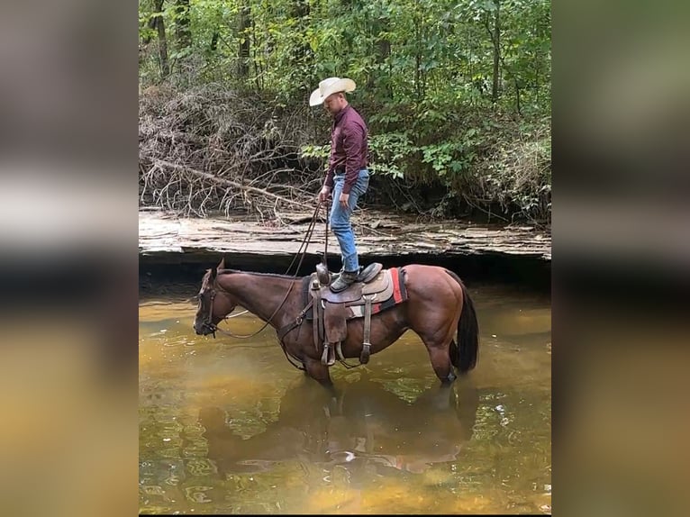 American Quarter Horse Klacz 9 lat 152 cm Gniada in Henderson KY