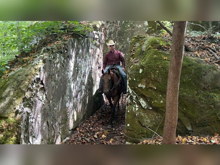 American Quarter Horse Klacz 9 lat 152 cm Gniada in Henderson KY