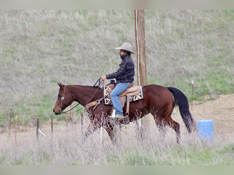 American Quarter Horse Klacz 9 lat 152 cm Gniada in Paicines CA