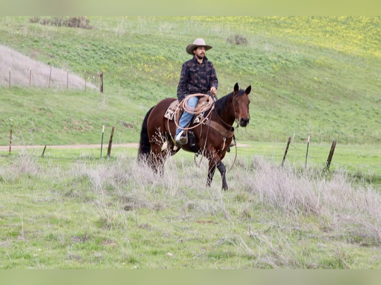 American Quarter Horse Klacz 9 lat 152 cm Gniada in Paicines CA