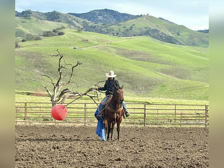 American Quarter Horse Klacz 9 lat 152 cm Gniada in Paicines CA