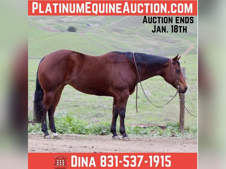 American Quarter Horse Klacz 9 lat 152 cm Gniada in Paicines CA