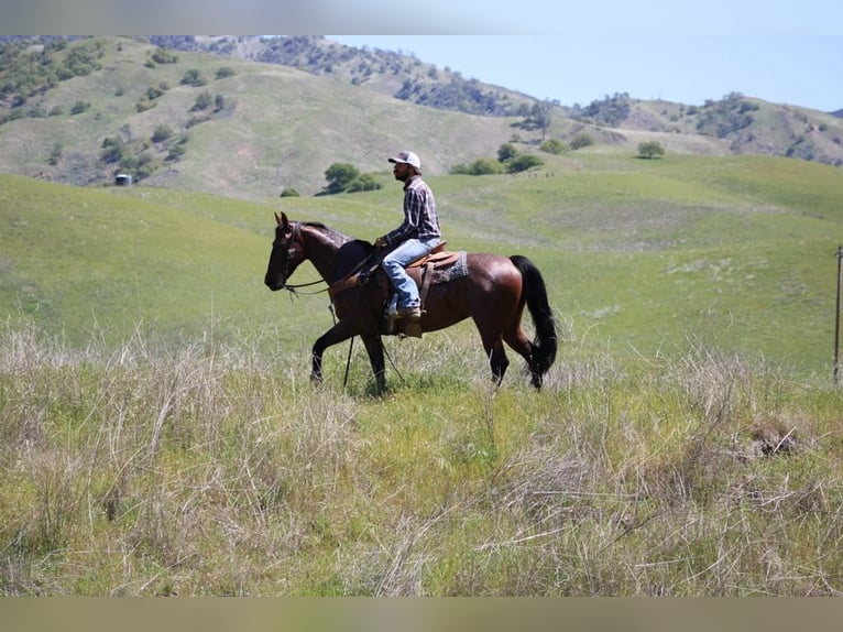 American Quarter Horse Klacz 9 lat 152 cm Gniadodereszowata in Paicines CA
