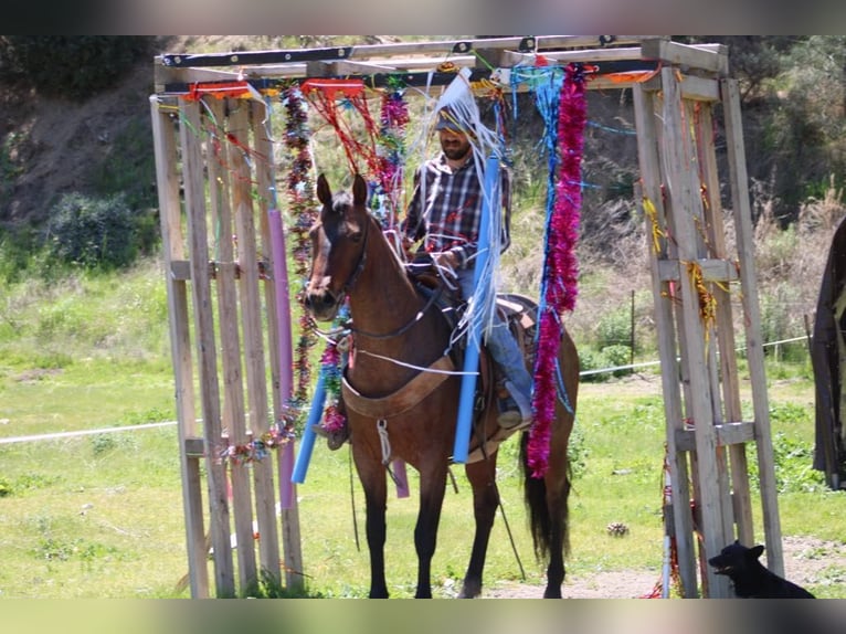 American Quarter Horse Klacz 9 lat 152 cm Gniadodereszowata in Paicines CA