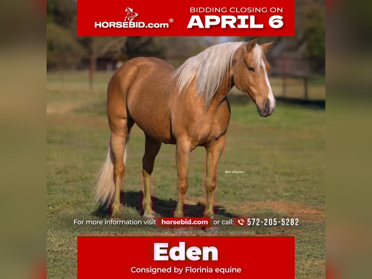 American Quarter Horse Klacz 9 lat 152 cm Izabelowata in Edmond