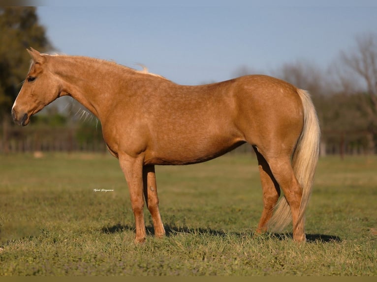 American Quarter Horse Klacz 9 lat 152 cm Izabelowata in Edmond