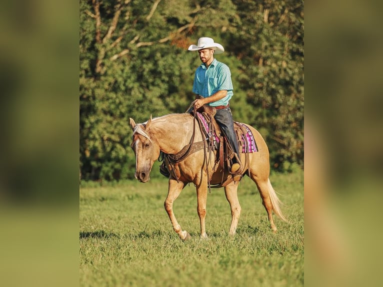 American Quarter Horse Klacz 9 lat 152 cm Izabelowata in Lyles, TN