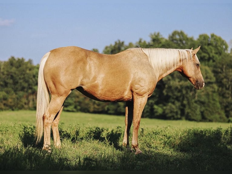 American Quarter Horse Klacz 9 lat 152 cm Izabelowata in Lyles, TN