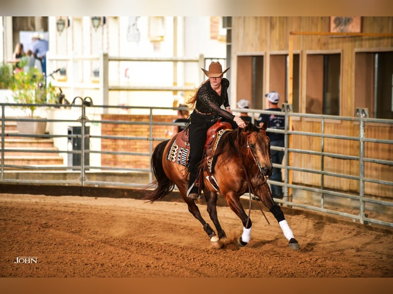 American Quarter Horse Klacz 9 lat 152 cm Jelenia in Dronten