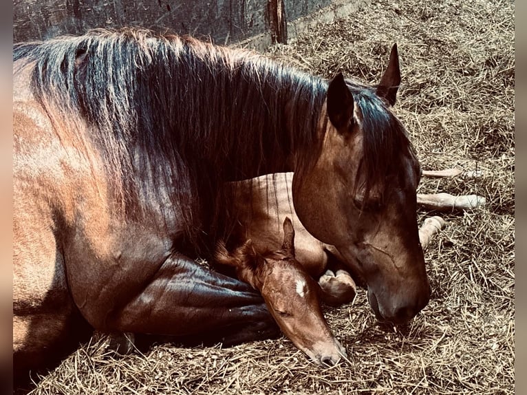 American Quarter Horse Klacz 9 lat 152 cm Jelenia in Dronten