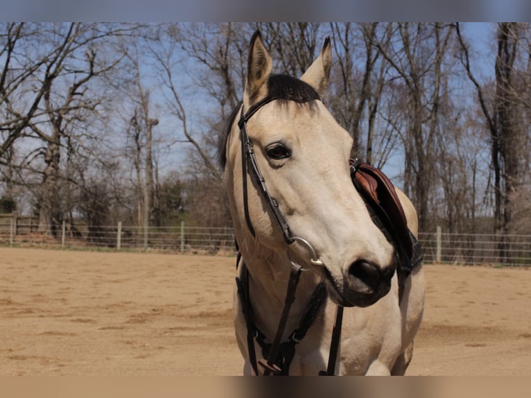 American Quarter Horse Klacz 9 lat 152 cm Jelenia in Sewickley