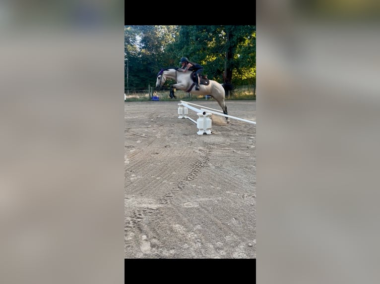 American Quarter Horse Klacz 9 lat 152 cm Jelenia in Sewickley