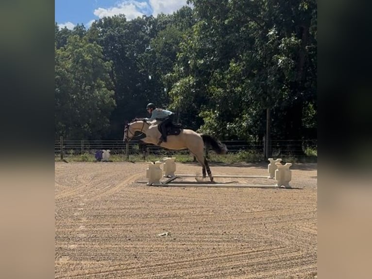 American Quarter Horse Klacz 9 lat 152 cm Jelenia in Sewickley
