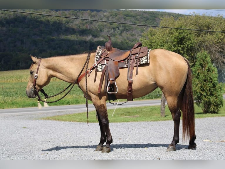 American Quarter Horse Klacz 9 lat 152 cm Jelenia in Rebersburg, PA