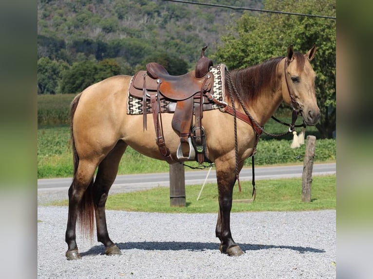 American Quarter Horse Klacz 9 lat 152 cm Jelenia in Rebersburg, PA