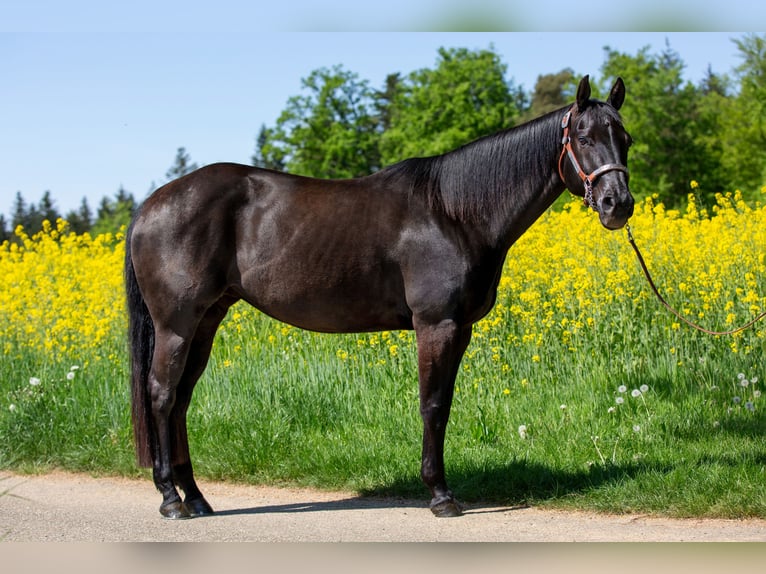 American Quarter Horse Klacz 9 lat 152 cm Kara in Kaisersbach