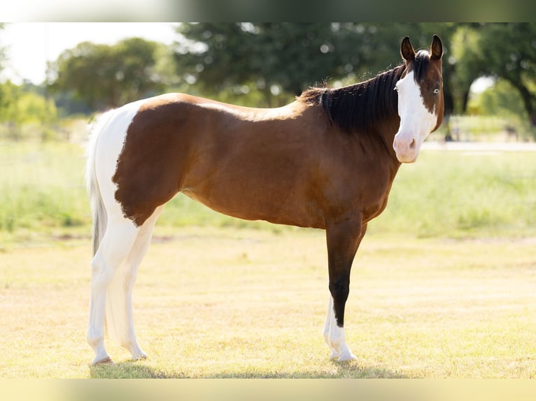 American Quarter Horse Mix Klacz 9 lat 152 cm Srokata in Dublin