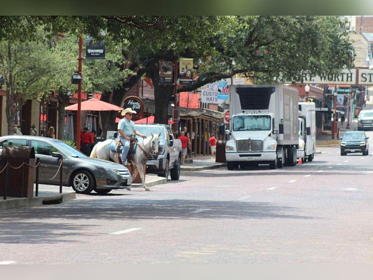 American Quarter Horse Klacz 9 lat 152 cm Tobiano wszelkich maści in Stephenville TX