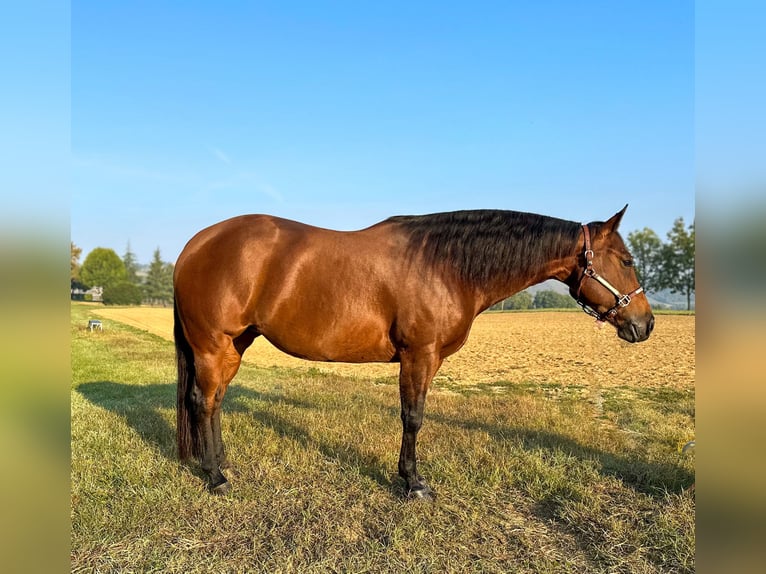 American Quarter Horse Klacz 9 lat 153 cm Gniada in M&#xFC;nchen
