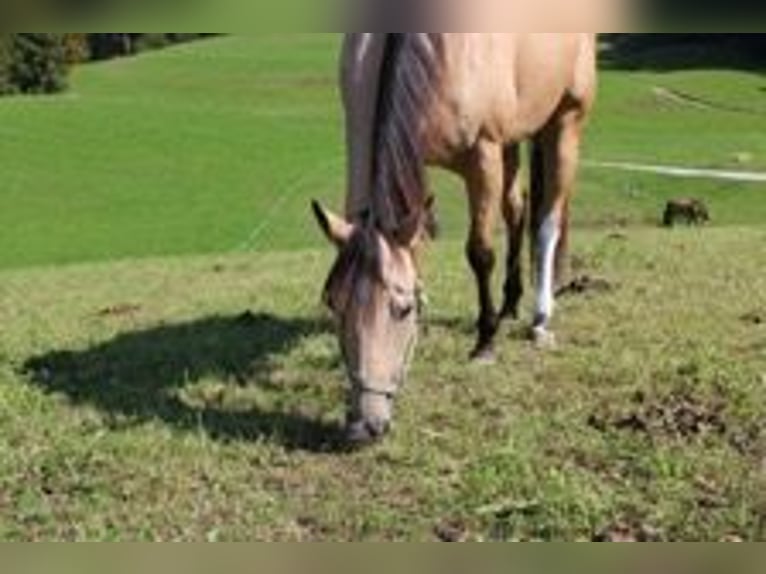 American Quarter Horse Klacz 9 lat 153 cm Jelenia in BadIschl