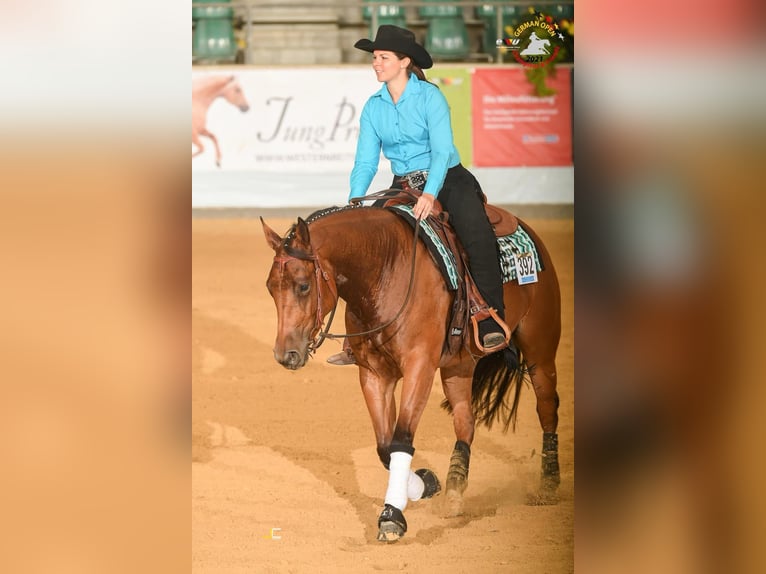 American Quarter Horse Klacz 9 lat 155 cm Gniada in Fürth