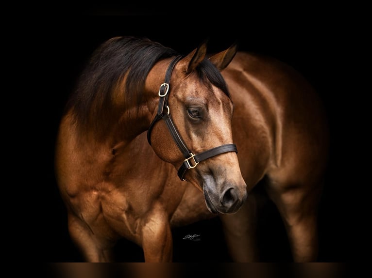 American Quarter Horse Klacz 9 lat 155 cm Gniada in Fürth