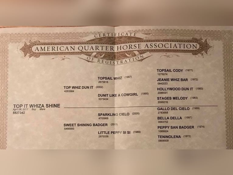 American Quarter Horse Klacz 9 lat 155 cm Gniada in Fürth