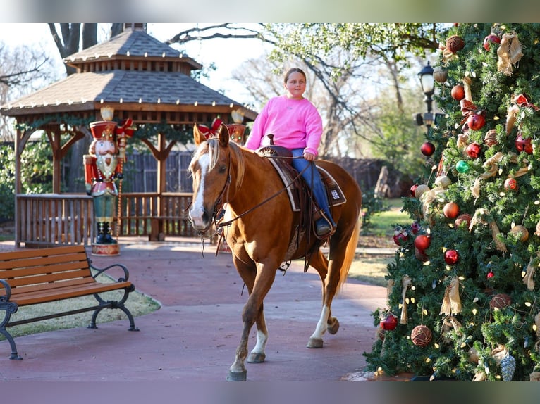 American Quarter Horse Klacz 9 lat 155 cm Izabelowata in Forney