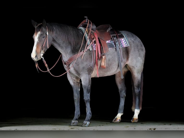 American Quarter Horse Klacz 9 lat 155 cm Karodereszowata in Clarion