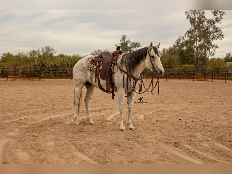 American Quarter Horse Klacz 9 lat 155 cm Siwa in Casa Grande AZ