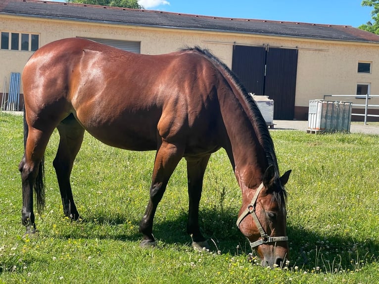 American Quarter Horse Klacz 9 lat 157 cm Gniada in Leipzig