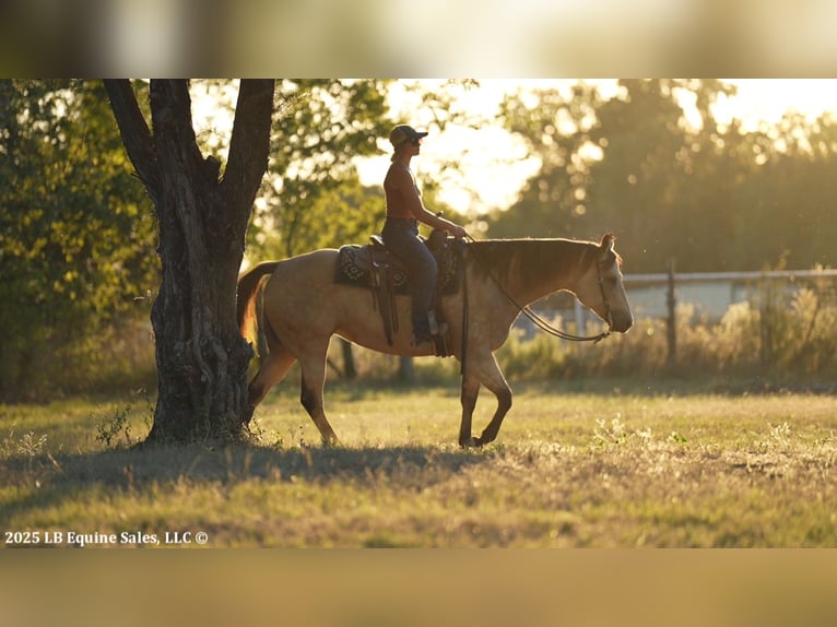 American Quarter Horse Klacz 9 lat 157 cm Jelenia in Terrell