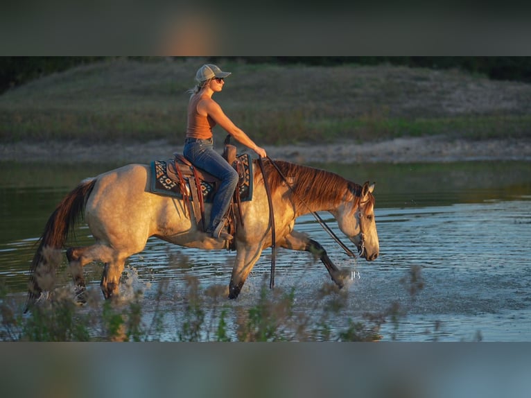 American Quarter Horse Klacz 9 lat 157 cm Jelenia in Terrell