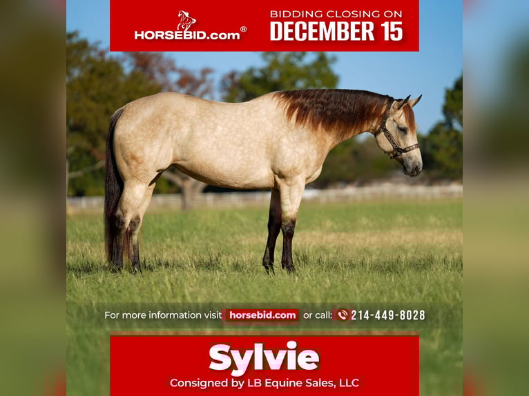 American Quarter Horse Klacz 9 lat 157 cm Jelenia in Terrell