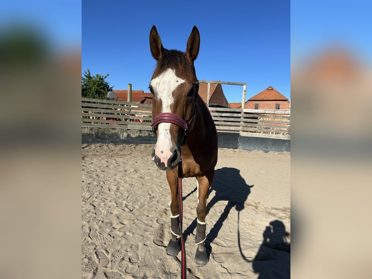 American Quarter Horse Klacz 9 lat 160 cm Gniada in Stöckse