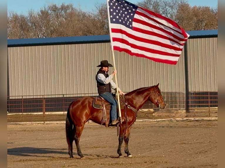 American Quarter Horse Klacz 9 lat 160 cm Gniada in Canistota