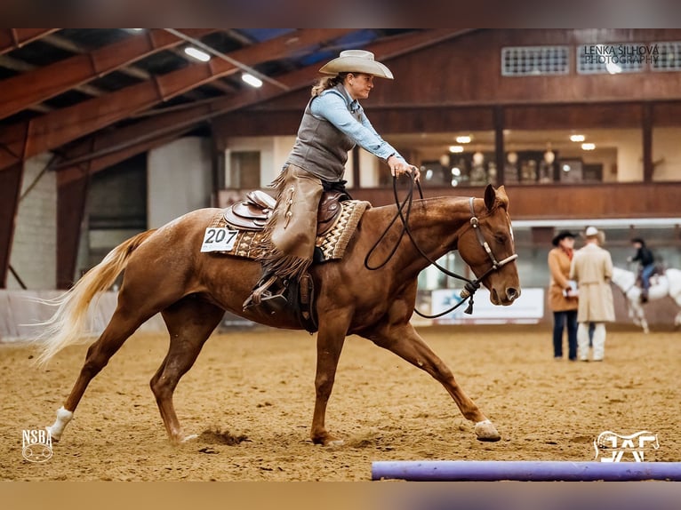 American Quarter Horse Klacz 9 lat 160 cm Kasztanowata in Haan