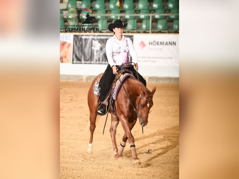 American Quarter Horse Klacz 9 lat 160 cm Kasztanowata in Haan