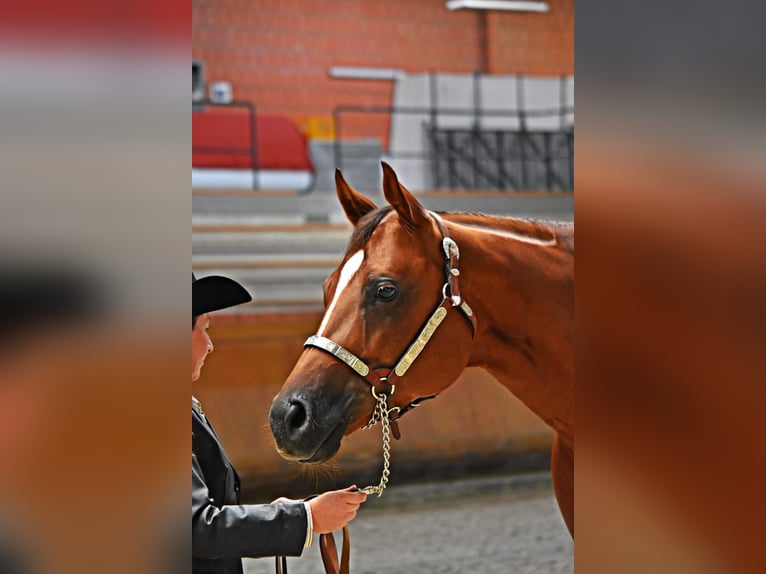 American Quarter Horse Klacz 9 lat 163 cm Kasztanowata in Rheinbach