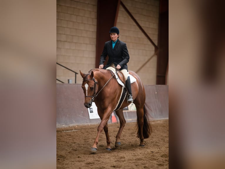 American Quarter Horse Klacz 9 lat 163 cm Kasztanowata in Rheinbach