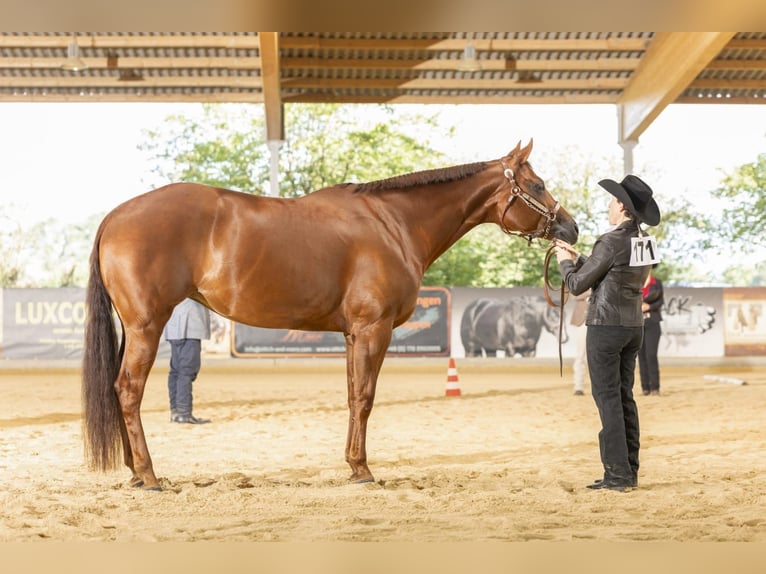 American Quarter Horse Klacz 9 lat 163 cm Kasztanowata in Rheinbach