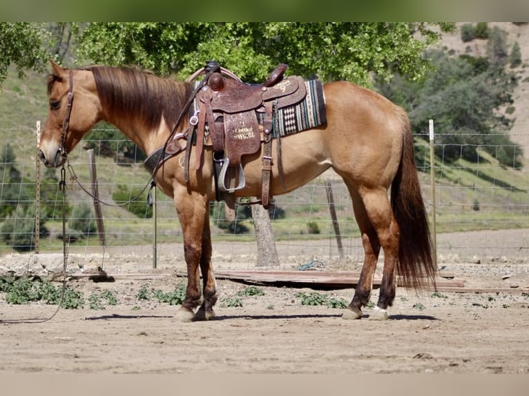 American Quarter Horse Klacz 9 lat Bułana in Paicines CA