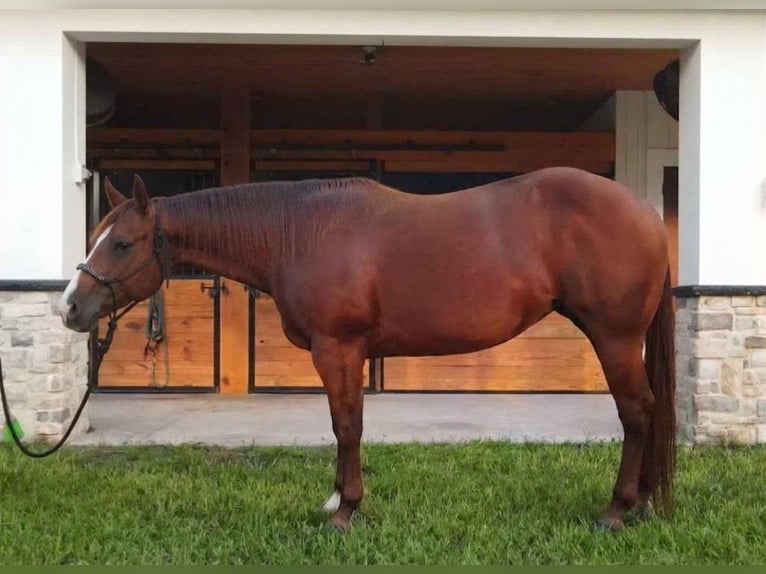 American Quarter Horse Klacz 9 lat Cisawa in Port Charlotte