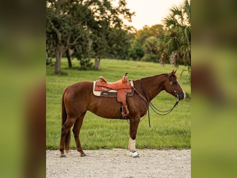 American Quarter Horse Klacz 9 lat Cisawa in Port Charlotte