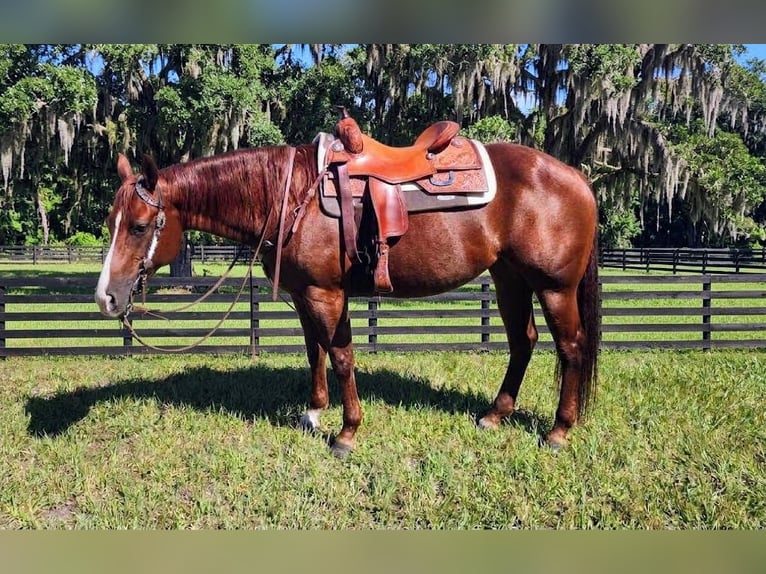 American Quarter Horse Klacz 9 lat Cisawa in Port Charlotte