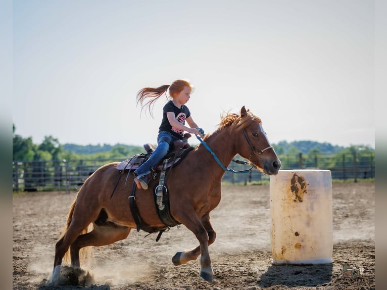 American Quarter Horse Mix Klacz 9 lat Cisawa in Auburn
