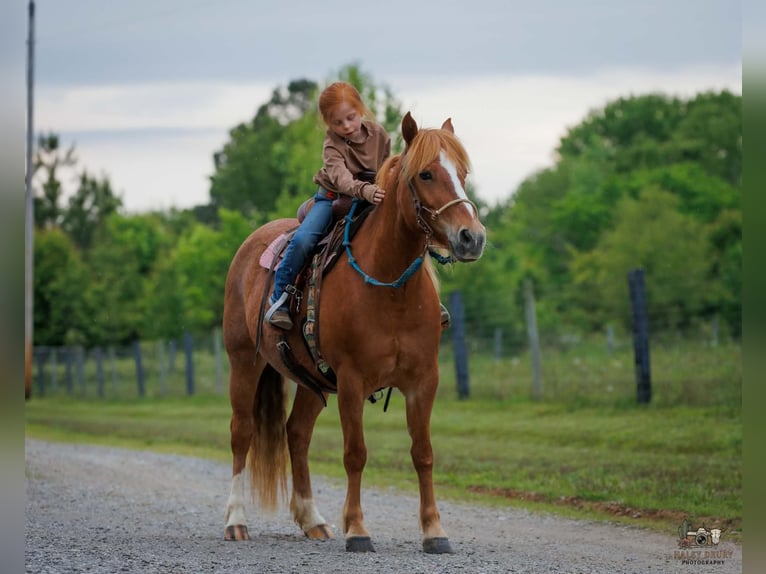American Quarter Horse Mix Klacz 9 lat Cisawa in Auburn
