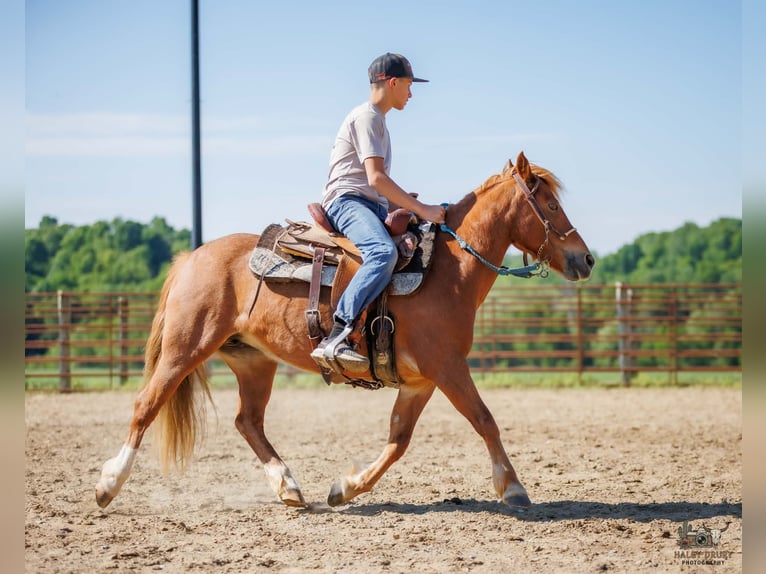 American Quarter Horse Mix Klacz 9 lat Cisawa in Auburn