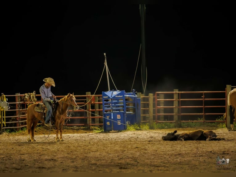American Quarter Horse Mix Klacz 9 lat Cisawa in Auburn