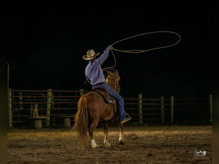 American Quarter Horse Mix Klacz 9 lat Cisawa in Auburn